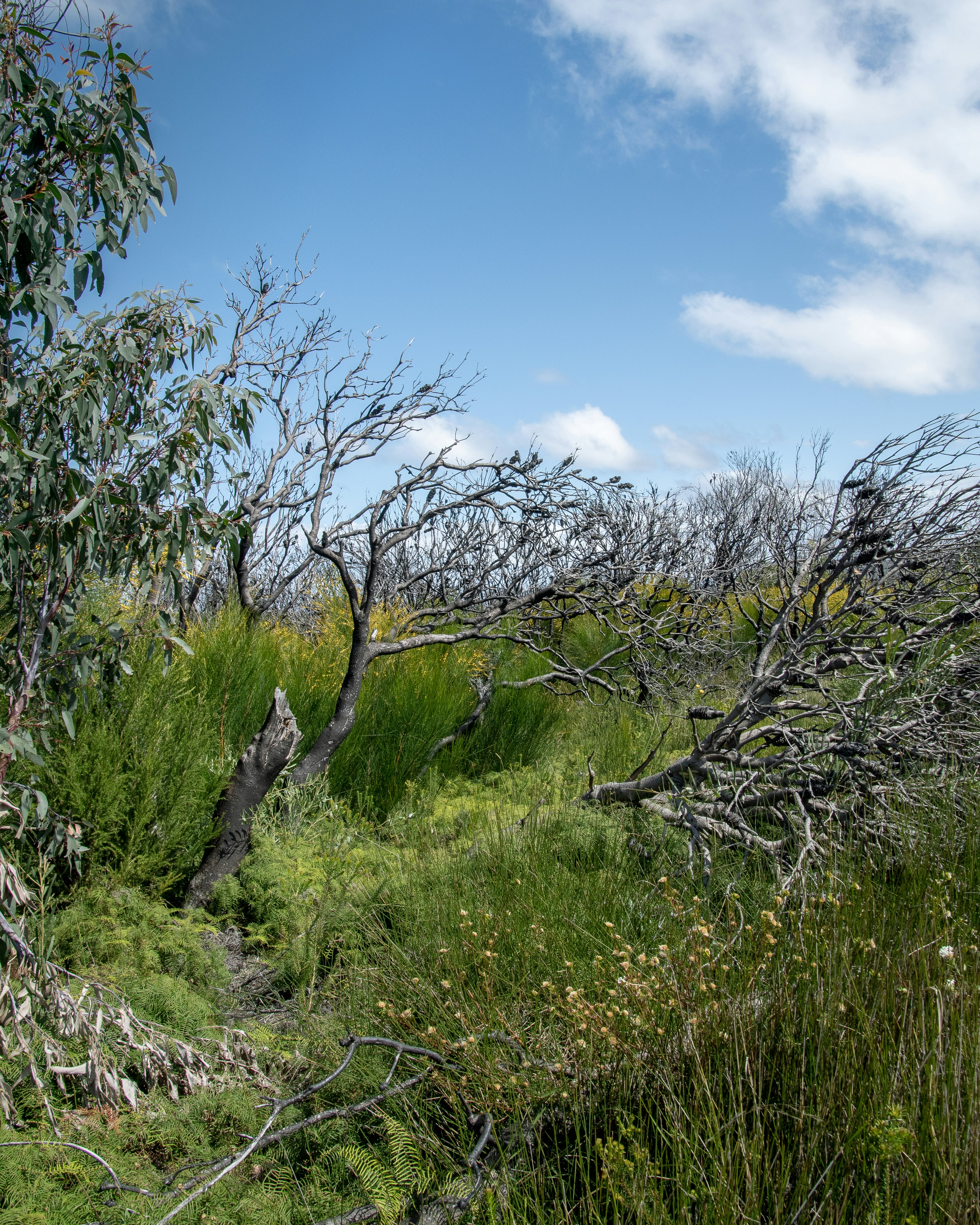 green grass and trees under blue sky during daytime